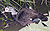 White-winged.wood.duck.arp.jpg