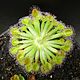 Drosera darwinensis.jpg