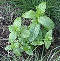 Mentha spicata 01.jpg
