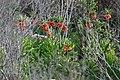 Fritillaria Imperialis in Dena, Iran II