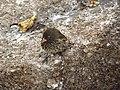 Genovesa Ground Finch (Geospiza acutirostris), female.jpg