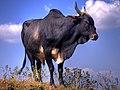 Holy cow! (cropped).jpg