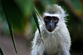 Young Vervet, Mitchell Park Zoo, Durban, July 2013.jpg