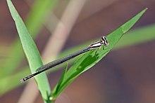 Malagasy bluet (Azuragrion kauderni) fresh female.jpg
