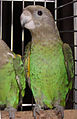 Poicephalus cryptoxanthus -caged.jpg