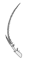 Crustacean antenna - Amphipoda Gammarus locusta 1st-antenna.svg