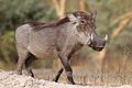 Nolan warthog (Phacochoerus africanus africanus).jpg