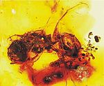 Melittosphex burmensis.jpg