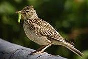 Alauda arvensis 2.jpg