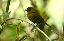 Chlorothraupis carmioli -Costa Rica-8.jpg