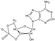 Cyclic-AMPchemdraw.png