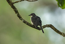 Fraser's Forest Flycatcher from Canopy Walkway - Kakum NP - Ghana 14 S4E2333.jpg