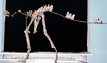 Garudimimus skeleton.jpg