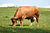 20100516 Vacas Vilarromarís, Oroso-8-1.jpg