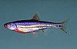 Rainbow Shiner.jpg
