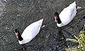 Black Necked Swans at the Philadelphia Zoo (cropped).jpg