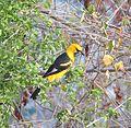Icterus pectoralis-- the Spot-breasted Oriole (24184797909).jpg