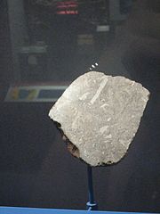 Shallowater meteorite.jpg