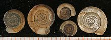 Anisus spirorbis.jpg