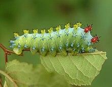 Cecropia Moth Caterpillar (Hyalophora cecropia).jpg