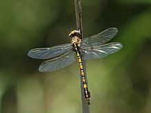 Paragomphus cognatus, rock hooktail 33119-1.jpg