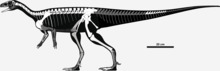 Skeletal reconstruction of Saturnalia tupiniquim.png
