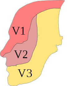 Profile of the head, with the three sub-nerves color-coded
