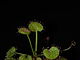 Drosera prolifera.jpg