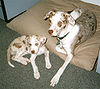 CatahoulaRedWhitePair wb.jpg