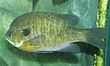 Bluegill (Lepomis macrochirus).jpg