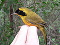 Bahama Yellowthroat (Geothlypis rostrata) held in hand, side view.jpg