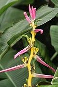 Heliconia aemygdiana 1zz.jpg