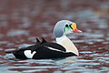 King Eider (Somateria spectabilis) (13667959444).jpg