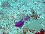 Acanthurus coeruleus - blue tang - Bay of Pigs - Cuba.jpg