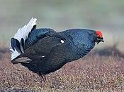 Birkhahn (cropped).jpg