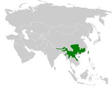 Abroscopus albogularis distribution map.png