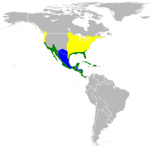 Butorides virescens.svg