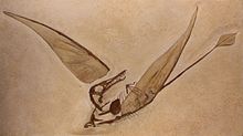 Rhamphorhynchus munsteri.jpg