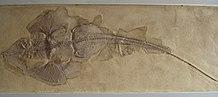 Spathobatis bugesiacus.JPG