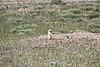 Greycliff Prairie Dog Town State Park (9277701198).jpg