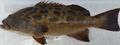 Gulf grouper.png