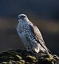 Gyr falcon - Falco rusticolus - Fálki 2.jpg