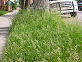 Poa pratensis (3883809159).jpg