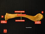 Clavicle 4.jpg