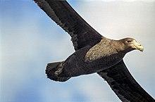 Antarctic, Giant petrel (js) 55.jpg