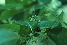 Nyssa sylvatica flowers.jpg