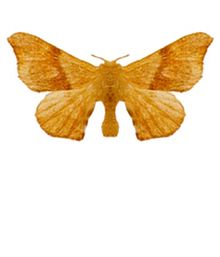 Panacela lewinae (ento-csiro-au).jpg
