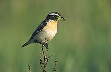 Saxicola rubetra 3 tom (Marek Szczepanek).jpg