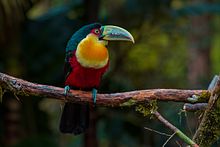 Tucano de bico verde (Ramphastos dicolorus).jpg