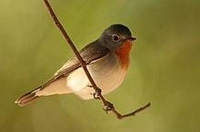 Red brested flycatcher by David Raju (cropped).jpg